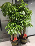 七葉島綠植發(fā)財樹(shù)綠植客廳大盆栽喬遷搬新家綠植三桿發(fā)財樹(shù)大盆落地綠植 【精品級】三桿步步高發(fā)財樹(shù)1.6-1.8米 白色菱形樹(shù)脂盆【送接水盤(pán)＋肥料】 曬單實(shí)拍圖