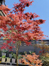 日本紅楓樹(shù)苗四季紅舞姬室外中國紅楓樹(shù)庭院別墅花園綠化植物樹(shù)苗 日本丨紅鏡【北方】2.0公分 不含盆 曬單實(shí)拍圖