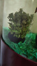 森悠（SARYOR）水草南美青竹魚(yú)缸造景專(zhuān)用制氧凈化水質(zhì)水培植物和魚(yú)共養免種免砂 虎耳坨草【自帶水草泥 入缸即活】 曬單實(shí)拍圖