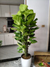 大葉綠蘿柱盆栽大型綠植物辦公室內高級感客廳落地招財綠羅好養活 【A級品質(zhì)】大葉綠蘿柱1.4-1.6米+智能吸水盆 曬單實(shí)拍圖