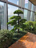 潮裕盆景迎客松羅漢松盆景客廳陽(yáng)臺造型綠植物造型高端盆景居家擺放好養護 羅漢松盆景27 曬單實(shí)拍圖