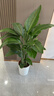 植男植女天堂鳥(niǎo)盆栽客廳室內好養大型落地真綠植辦公室大葉植物源頭直發(fā) 曬單實(shí)拍圖