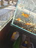 寵小俠大錦鯉魚(yú)活魚(yú)冷水淡水魚(yú)觀(guān)賞魚(yú)金魚(yú)小型好養耐活紅鯉魚(yú)黑白紅黃魚(yú) 4條黃金錦鯉7-9cm 曬單實(shí)拍圖