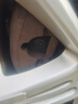 宗紅烈馬汽車(chē)陶瓷剎車(chē)片前后保養套裝護盤(pán)片套裝剎車(chē)皮配件原廠(chǎng)原裝品質(zhì) 后剎車(chē)片【兩輪4片】 傳祺GS3 GS4 GS5 GS7 GS8 GM6 曬單實(shí)拍圖