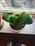 買(mǎi)多送多百芳緣  盆栽花卉君子蘭盆栽  名貴花卉 盆景精品綠植園藝庭院陽(yáng)臺綠化圓頭和尚彩蘭 短葉圓頭和尚 7-8片葉子推薦購買(mǎi) 曬單實(shí)拍圖
