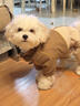 華元寵具（hoopet）四腳沖鋒撞色棉服小貓咪狗狗冬季保暖加厚泰迪比熊外出冬裝棉服 曬單實(shí)拍圖