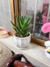 花翁盆栽室內花卉綠植仙人掌植物 大號蘆薈+郁金香陶瓷盆源頭直發(fā) 曬單實(shí)拍圖