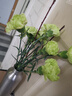 康乃馨鮮花云南基地直發(fā)水養38婦女女神節花束禮物鮮花 單頭康乃馨綠色10枝 曬單實(shí)拍圖