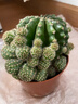 致薈樹(shù)開(kāi)花仙人球桌面陽(yáng)臺盆栽植物室內含盆綠植花卉辦公室 濃桃筋10cm左右 原盆原土發(fā)貨 曬單實(shí)拍圖