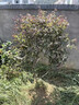 紅花繼木球紅葉石楠球樹(shù)苗冬青黃楊金森女貞海桐球庭院工程綠化苗 紅花繼木冠幅50厘米 50cm(含)-60cm(不含) 曬單實(shí)拍圖