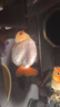 森悠（SARYOR）蘭壽金魚(yú)活魚(yú)小型國粹精品冷水魚(yú)好養招財潘氏奶牛玉兔水墨觀(guān)賞魚(yú) 混搭中號蘭壽 6-8CM3條 曬單實(shí)拍圖