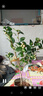 景郁春 JIRYUCUR 山茶花帶花苞綠植物 【中苗】1盆/30-40cm-單發(fā)植物 源頭直發(fā) 曬單實(shí)拍圖