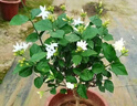 帶花苞筆尖茉莉花盆栽單瓣獨桿濃香型花卉大全陽(yáng)臺客廳好養活驅蚊 4年苗【帶花苞】獨桿樹(shù)型 曬單實(shí)拍圖