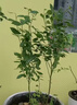 北陸藍莓藍莓苗耐寒藍莓樹(shù)苗易成活果樹(shù)苗盆栽地栽北方了藍莓樹(shù)苗 推薦 四年苗結果苗 曬單實(shí)拍圖