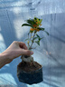 四季桂花丹桂樹(shù)苗高級室內綠植庭院樹(shù)苗花卉大全陽(yáng)臺擺件家庭綠植 紅天香臺閣桂花小盆景 曬單實(shí)拍圖