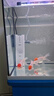 森森 小鯉魚(yú)缸過(guò)濾器凈水循環(huán)三合一內置水族箱過(guò)濾系統XQP-500F 6W 曬單實(shí)拍圖