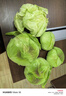 江西包心菜當季現摘包菜新鮮卷心菜綠色甘藍扁平包菜蓮花白蔬菜 9.01-10斤 曬單實(shí)拍圖