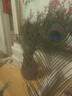 愛(ài)喜達（AIXIDA）孔雀尾羽毛天然真孔雀羽毛翎尾大眼睛 客廳擺件花瓶插花裝飾品diy 40-50厘米：優(yōu)選大眼睛12支 曬單實(shí)拍圖