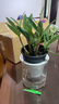 北歐早安盆綠植盆栽自動(dòng)吸水盆桌面盆栽好養耐活四季常青花卉植物 鐵皮石斛蘭 北歐早安盆/口徑10CM 曬單實(shí)拍圖