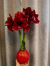 朱頂紅蠟球好運封冬禮品開(kāi)花蠟球客廳辦公創(chuàng  )意植物年宵花卉 櫻桃妮芙【紅色蠟球】20-22cm 曬單實(shí)拍圖