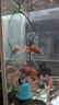 魚(yú)巨匠魚(yú)缸潛水泵底吸水循環(huán)抽水泵過(guò)濾器超靜音小型換水泵底吸泵低水位 30W抽水泵-帶水管適合60-80cm魚(yú)缸 曬單實(shí)拍圖