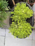 金葉佛甲草盆栽黃金萬(wàn)年草庭院屋頂綠化草皮多年生觀(guān)葉綠地被植物 姬巖垂草(1盤(pán))50*30cm 含托盤(pán) 曬單實(shí)拍圖