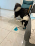 柒哦狗狗玩具吸盤(pán)耐咬磨牙解悶自嗨神器邊牧消耗體力小狗玩具寵物用品 【耐咬加厚 】刺球款（藍色） 曬單實(shí)拍圖