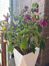 愛(ài)優(yōu)尚三角梅盆栽帶花苞樹(shù)陽(yáng)臺室內植物陽(yáng)臺庭院四季開(kāi)花紫櫻源頭直發(fā) 曬單實(shí)拍圖