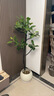 臨雅孟加拉榕樹(shù)客廳造型綠植室內大型盆栽1.65-1.85m米白球盆源頭直發(fā) 曬單實(shí)拍圖