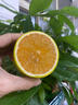 傾睦海南綠橙甜橙 瓊中青綠皮冰糖橙福橙子現摘手剝橙新鮮水果禮盒裝 3斤 精選大果【約2-4個(gè)/斤】黃皮 曬單實(shí)拍圖