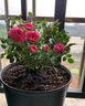 月季花苗四季開(kāi)花大花濃香型灌木月季苗庭院陽(yáng)臺盆栽地栽玫瑰花苗 瑞典女王【大花濃香，多季節開(kāi)花】 扦插小苗15-25cm高 1棵 曬單實(shí)拍圖