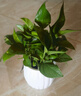 【綠蘿盆栽】吸甲醛凈化空氣水培綠植物懶人花卉好養搬家禮物全 【熱銷(xiāo)5盆】綠蘿+白色南瓜盆自吸水 整體含盆高度20-25cm 曬單實(shí)拍圖