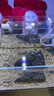 歡刻小魚(yú)缸燈魚(yú)缸射燈專(zhuān)用led夾燈南美缸溪流缸變焦水草造景殺菌三色 【三色調溫】3w/黃白三色 自由變焦-USB接口 曬單實(shí)拍圖