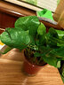 綠蘿盆栽室內植物新房家用吸除甲醛凈化空氣水培綠植花卉長(cháng)藤綠蘿 120#原盆自動(dòng)吸水【4盆】+2包肥 曬單實(shí)拍圖