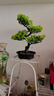 仿真綠植栽酒柜擺件假樹(shù)迎客松塑料盆景松樹(shù)室內綠色植物裝飾茶幾 鳳凰松(綠色)植絨盆 曬單實(shí)拍圖