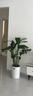 花財主天堂鳥(niǎo)盆栽辦公室大型綠植客廳盆栽家用吸甲醛凈化空氣綠植 6-7天堂鳥(niǎo)1.4-1.5m【圓柱盆】 曬單實(shí)拍圖