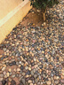 明霧【12倉速發(fā)】50斤鵝卵石鋪路鋪地庭院園林造景天然大小魚(yú)缸雨花石 【50斤裝水洗五彩】3-5cm-見(jiàn)圖2 曬單實(shí)拍圖