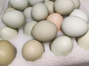 農家綠殼烏雞蛋鮮雞蛋笨雞蛋新鮮月子蛋孕婦兒童營(yíng)養草雞蛋 50枚綠殼烏雞蛋 曬單實(shí)拍圖