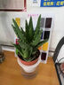 愛(ài)你一萬(wàn)年老樁多肉植物室內盆栽花卉發(fā)財樹(shù)四季常青好養易活耐旱綠植 實(shí)惠2盆裝大號蘆薈(早安盆)送肥料 含盆 曬單實(shí)拍圖