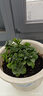 薄荷盆栽可食用室內驅蚊提神綠植迷迭香大苗香草四季好養觀(guān)葉植物 【原土薄荷】一盆 曬單實(shí)拍圖