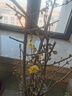 臨雅臘梅花鮮花水養鮮切花蠟梅年宵花水培植物帶花苞60cm6枝源頭直發(fā) 曬單實(shí)拍圖