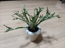 白月光鳥(niǎo)巢蕨盆栽綠植植物觀(guān)葉室內凈化蕨類(lèi)植物空氣好養 白月光鳥(niǎo)巢蕨配雪糕吸水盆 無(wú)規格 曬單實(shí)拍圖