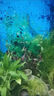 七葉島水草魚(yú)缸造景水草植物直接入缸水培植物蜈蚣草水溶懶人造景整套 養護方法(見(jiàn)圖) 曬單實(shí)拍圖