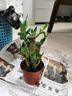 步步高節節高室內綠植花卉富貴竹客廳辦公室轉運竹懶人盆栽放輕松 富貴竹4-5支+玻璃團圓玻璃瓶+水培珠+吊卡 含盆 曬單實(shí)拍圖