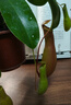 豬籠草捕蠅草大號盆栽食蟲(chóng)植物夏季室內奇趣兒童綠植吊盆 豬籠草大號10-12籠子【1盆2顆】 曬單實(shí)拍圖
