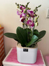愛(ài)優(yōu)尚蝴蝶蘭帶花苞盆栽秋冬蘭花苗年宵花四季花卉植物紫六室內源頭直發(fā) 曬單實(shí)拍圖