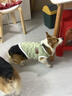 MPPMCK寵物狗狗秋冬保暖衣服柯基柴犬泰迪臘腸狗狗衣服秋冬季防掉毛馬甲 綠色XL(胸圍50cm 12-15斤) 曬單實(shí)拍圖