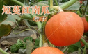 紅栗王南瓜種子甜蜜粉糯甜貝貝小南瓜 太陽(yáng)紅栗貝貝南瓜種子【精品種子 高產(chǎn)彩包抗病種子1包【約20粒-】 曬單實(shí)拍圖