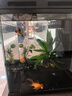森森（SUNSUN）金麟超白玻璃魚(yú)缸生態(tài)過(guò)濾金魚(yú)缸水族箱 自動(dòng)喂食380B純黑 曬單實(shí)拍圖