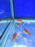 智伴熊 ZIBARBEAR蝶尾金魚(yú)鎏金小金魚(yú)活觀(guān)賞魚(yú)小型冷水魚(yú)淡水魚(yú)好養耐活紅獅魚(yú)泰獅 4-5cm隨機小金魚(yú)12條 曬單實(shí)拍圖